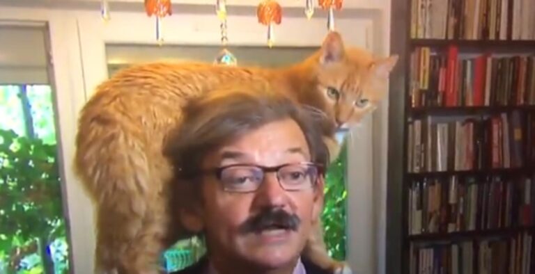 Gato ‘rouba a cena’ durante entrevista ao vivo em TV holandesa