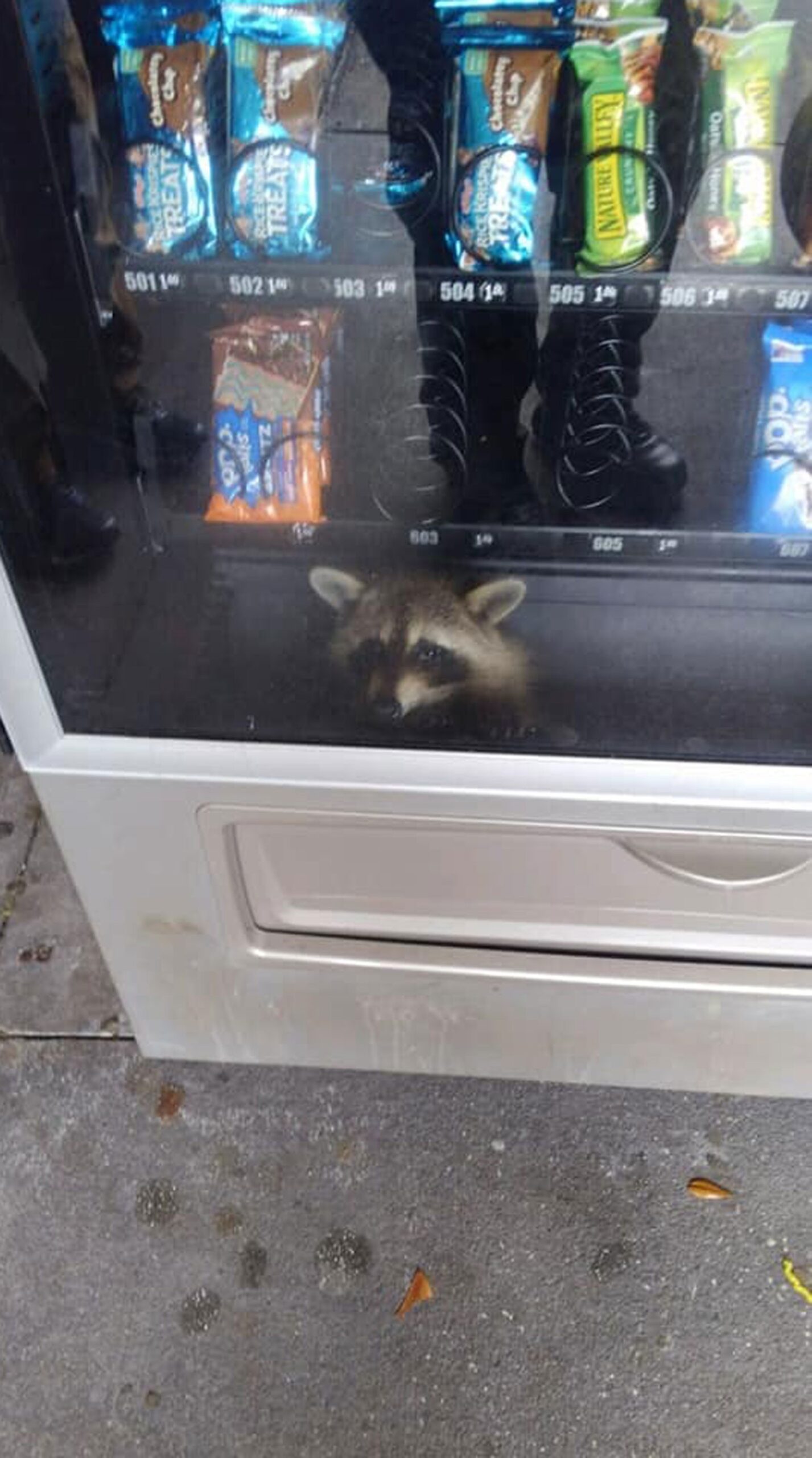 Guaxinim 'assaltante' fica preso em máquina de venda de lanches nos EUA