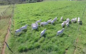 Pesquisador integra produção de soja com pecuária em Rio Verde, GO