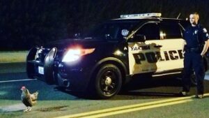 Policial 'ajuda' galinha a atravessar rua nos EUA