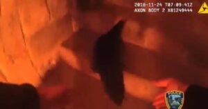 Policial salva galinha de incêndio em galpão nos EUA