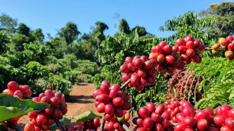 Café tem recuo no preço da saca de 60 quilos, nesta quarta-feira (30)