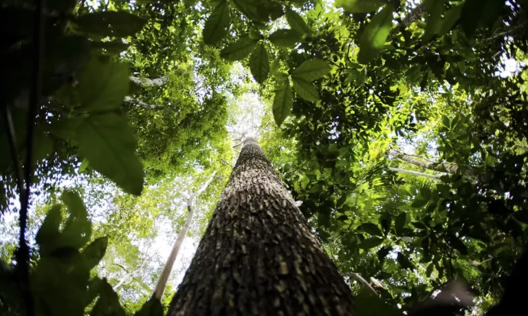 Financiamento da biodiversidade é inferior a 20% do necessário