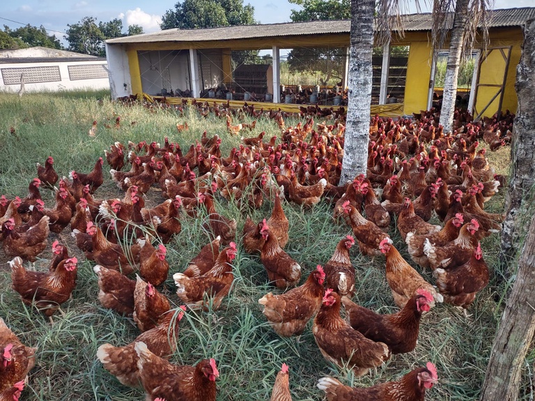 Sergipe: novo polo estimula produção da avicultura caipira