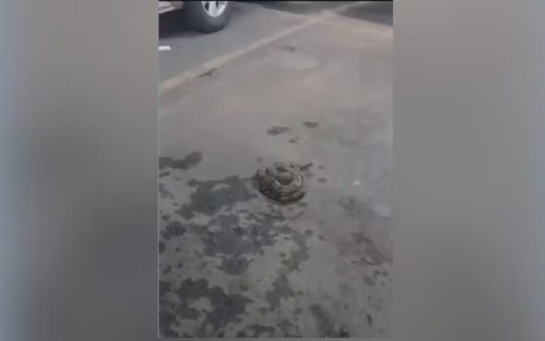 Clientes se surpreendem ao encontrar cobra em estacionamento de shopping em Anápolis
