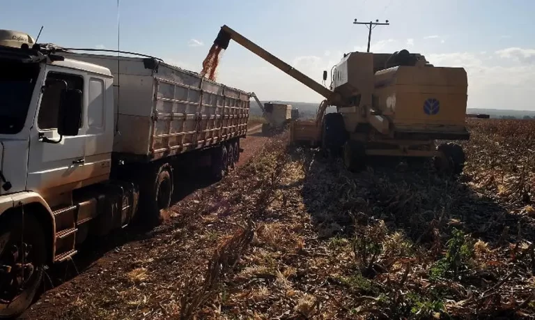 PIB da agropecuária cai 0,9%: entenda influências