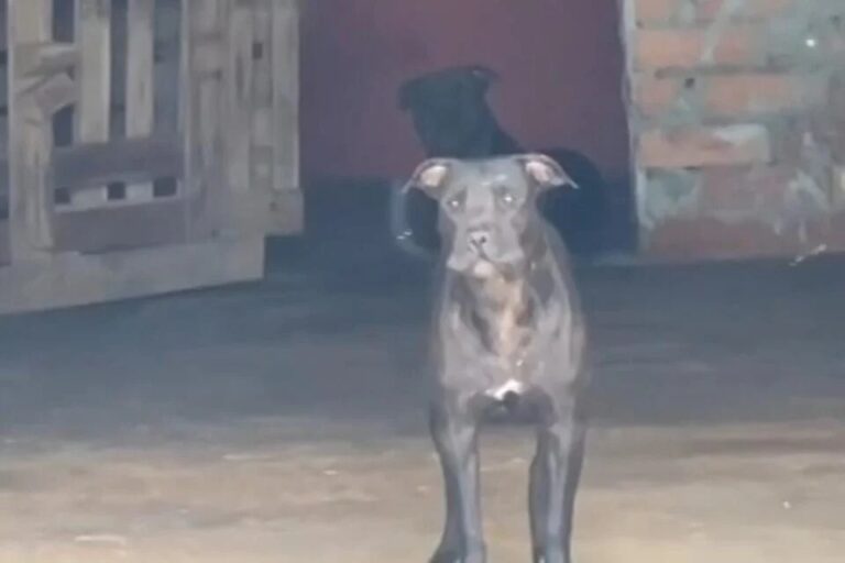 Crianças são atacadas por pitbulls em Senador Canedo