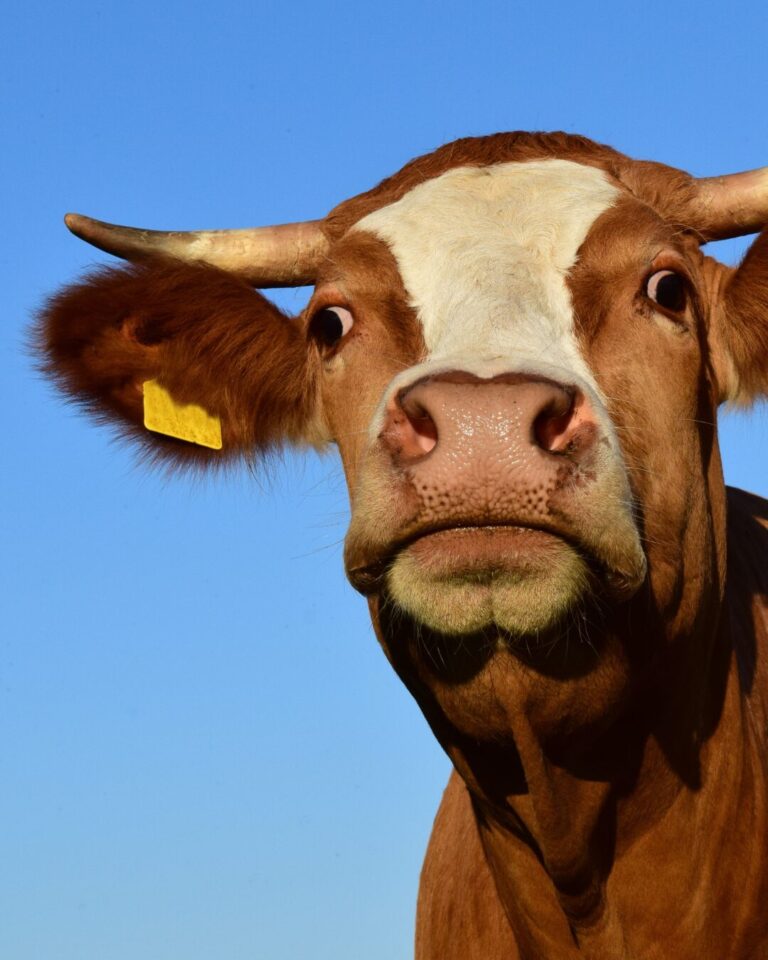 Pano Rosa para a Mimosa : Homem morre após tentar abusar de VACA