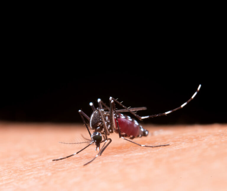 Dengue: São Paulo concentra quase 60% dos casos no país em 2025