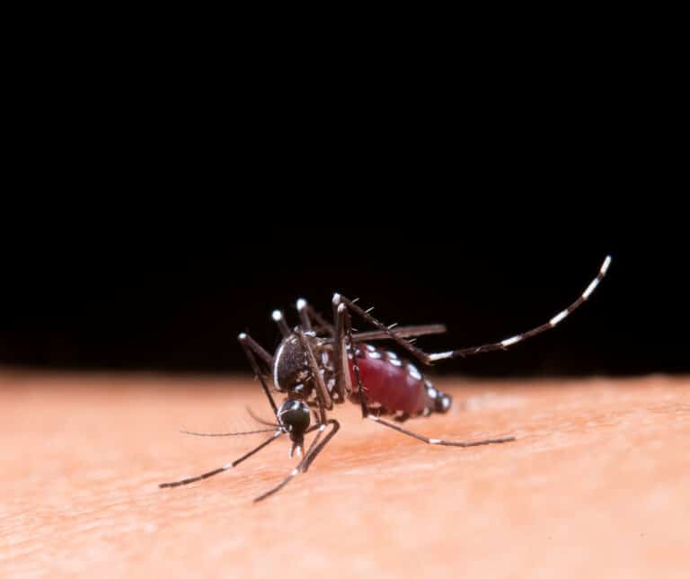 Dengue: Sudeste concentra 73% do número de casos prováveis no país nas primeiras semanas de 2025