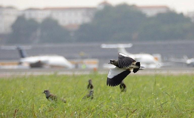 Projeto da Secretaria Nacional de Aviação Civil visa diminuir colisões entre aviões e animais