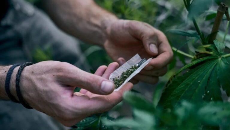 Uso frequente de maconha pode afetar qualidade do esperma, apontam estudos