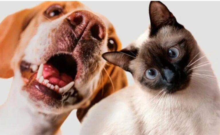 Shopping de Goiânia recebe feira de adoção de animais neste sábado (12); confira