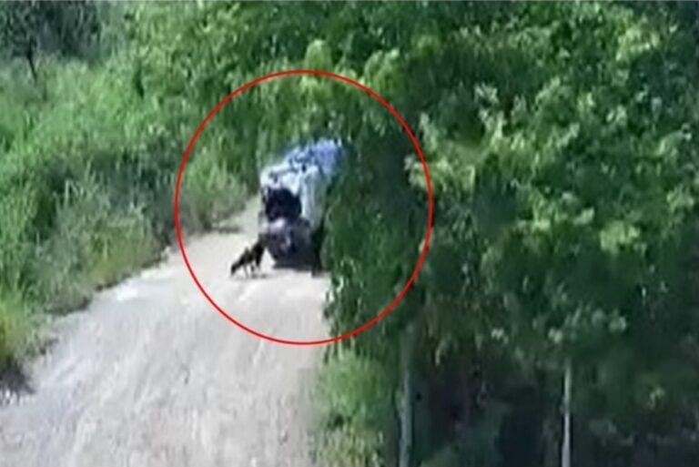 Projeto aprovado em comissões suspende CNH de quem abandonar animal