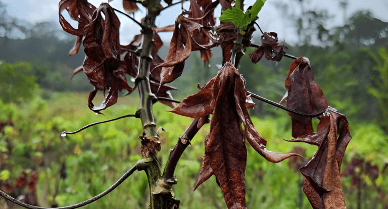 Vassoura-de-bruxa: Entenda como uma praga na agricultura levou o Amapá a pedir ajuda emergencial