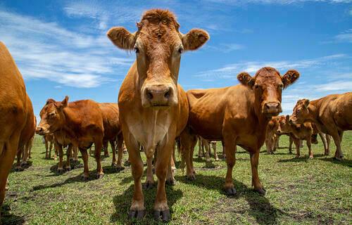 Cotação do boi gordo apresenta alta de 1,41%, nesta quarta-feira (21)