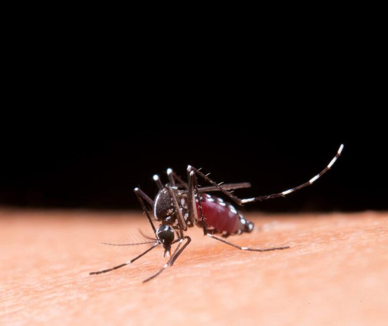 Dengue: atenção aos primeiros sinais pode salvar vidas
