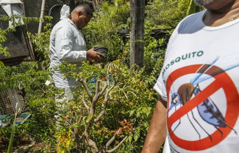 SÃO PAULO: estado registra 721 mil casos e mais de 600 óbitos por dengue em 2025