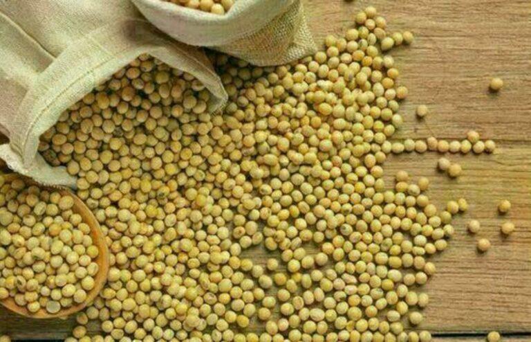 Soja e trigo registram redução nos preços, nesta segunda-feira (26)