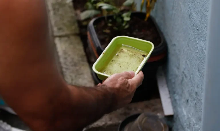 Dengue: saiba os cuidados para evitar focos do mosquito transmissor