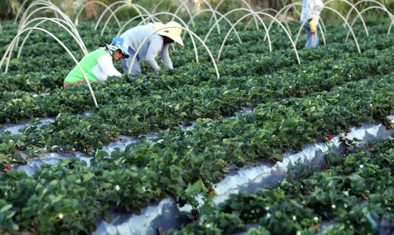 AgroAmigo impulsiona agricultura familiar e ajuda Brasil a sair do Mapa da Fome