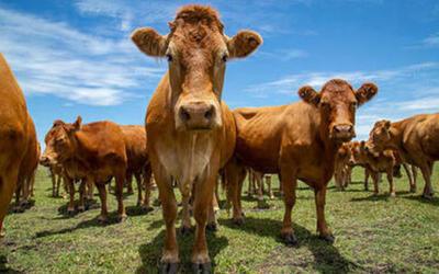 Arroba do boi gordo cai 0,14%, negociada a R$ 315,75