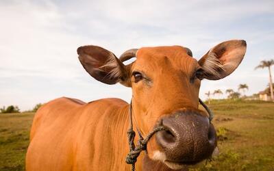 Boi gordo tem alta e carcaça suína fica estável nesta quarta-feira (9)