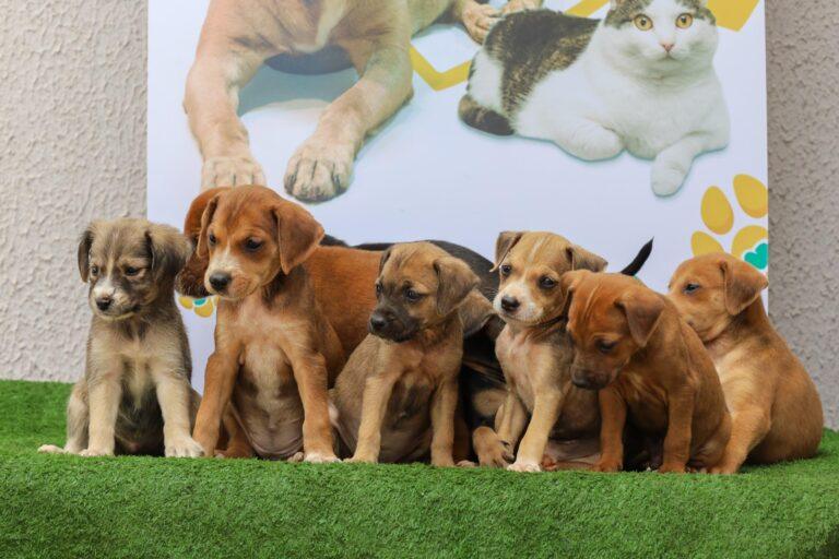 Prefeitura de Aparecida realiza feira de adoção de cães e gatos no próximo sábado (26)
