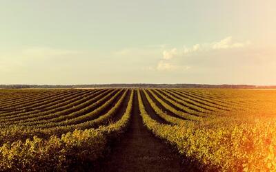 Soja e trigo têm queda no Paraná e no Rio Grande do Sul nesta quarta-feira (9)
