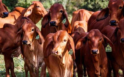 Boi gordo registra alta no preço da arroba