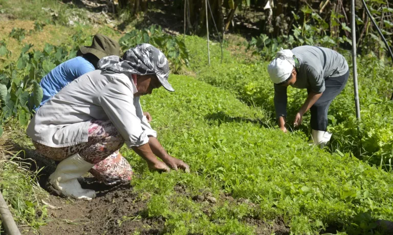 Microcrédito AgroAmigo: programa destina R$ 1 bi para produtores rurais do Norte e Centro-Oeste