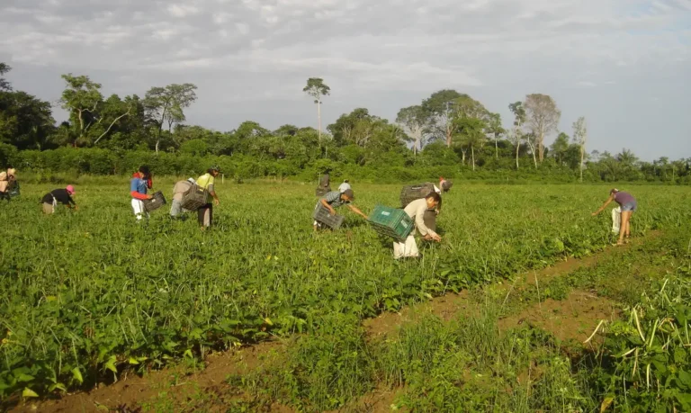 Saiba como acessar o AgroAmigo e investir na produção da sua família