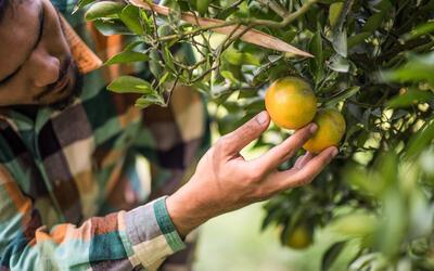 Tarifa de 50% dos EUA põe agronegócio frutícola em alerta