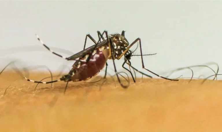 Infecções por Aedes aegypti aumentam risco de complicações no parto