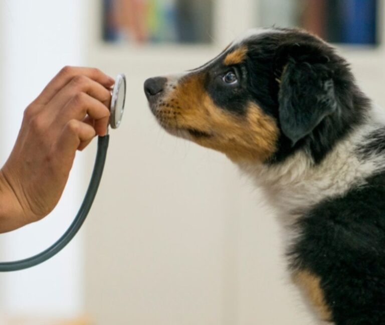 Câmara aprova tornar crime exercício ilegal da medicina veterinária