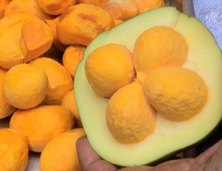 Ceasa  Goiás realiza 5° Festa do Pequi com entrada gratuita
