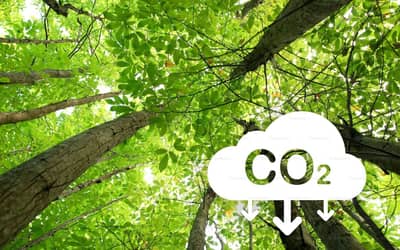 Goiás é o primeiro estado do Brasil com “carbono positivo” no uso da terra, revela pesquisa