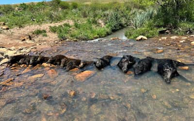 Mais de 500 mil javalis foram abatidos em 8 meses no Brasil