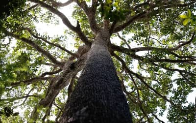 Nova lei do licenciamento promete destravar obras, mas faltam técnicos nos órgãos ambientais