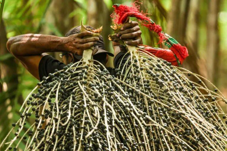 Açaí na COP30: após polêmica, OEI libera produto de fornecedores registrados; município reforça controle sanitário