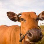 Boi gordo hoje: confira as cotações para esta segunda-feira (23)