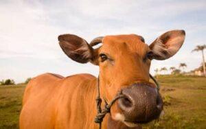 Boi gordo hoje: confira as cotações para esta sexta-feira (27)