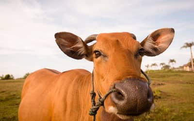 Boi gordo hoje: confira as cotações para esta sexta-feira (31)
