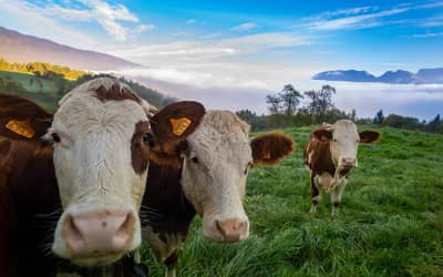 Boi gordo hoje: confira as cotações para terça-feira (6)