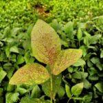 Mapa cria canal exclusivo para registro de suspeitas de novas pragas agrícolas