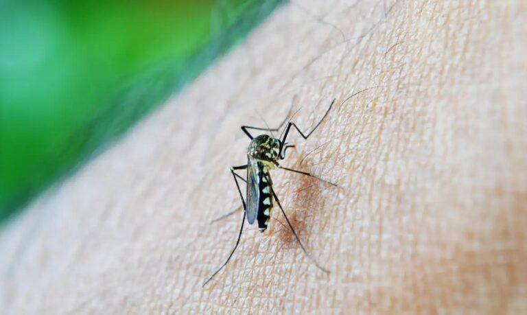 Mesmo com queda de 75% nos casos, Ministério da Saúde mantém alerta contra dengue