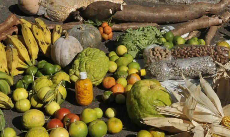 Prazo para adesão ao PAA termina em 19 de janeiro para municípios do Norte e Nordeste