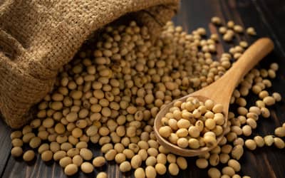 Soja e trigo hoje: confira as cotações para esta sexta-feira (12)