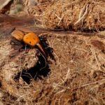 Besouros devoradores de palmeiras em países vizinhos acendem alerta no Ministério da Agricultura