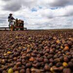 Câmara aprova análise acelerada para novas regras do Seguro Rural no Brasil